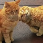 QQ头像