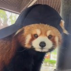 QQ头像