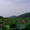 宁夏网友69578