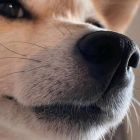QQ头像