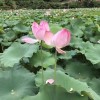 广西网友66512