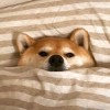 谢