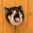 QQ头像