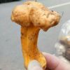 湖北网友22383