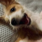 QQ头像