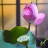 吉林网友95115