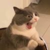 kaikai936478的头像-好软猫