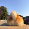 海南网友97511