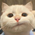 QQ头像