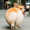 山西网友92502