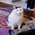 QQ头像
