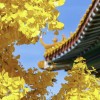 浙江网友14741