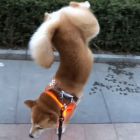 QQ头像
