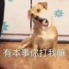 河南网友25158