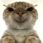 QQ头像