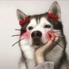 吉林网友56782