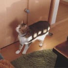 QQ头像