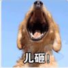 西藏网友89319