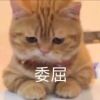 辽宁网友40846