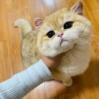 QQ头像