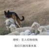 河南网友62328