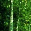 黑龙江网友58998
