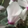 湖北网友29735