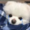四川网友29696
