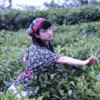 四川网友82716