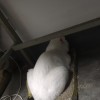福0树包