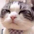 QQ头像