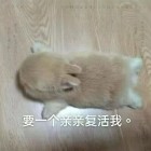 QQ头像