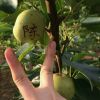 广东网友96214