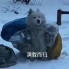 山东网友21546