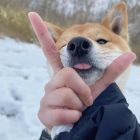 QQ头像