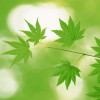 甘肃网友55857