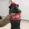 上海网友23790
