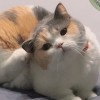 西藏网友50083