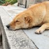 湖北网友92825