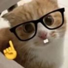 QQ头像