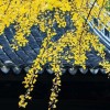 江西网友14381