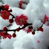 河南网友64226