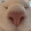 河南网友95241