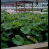 重庆网友29038