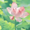 湖南网友67957