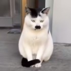 QQ头像
