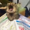 甘肃网友75818