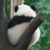 四川网友12082