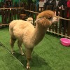 迷路的麋鹿