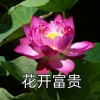 河北网友14486
